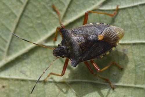 Réf. 215 693 : Pentatoma rufipes